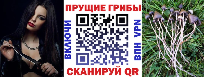 Галлюциногенные грибы Cubensis  Чегем 